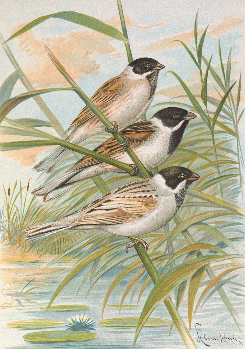 Emberiza intermedia Michahelles Emberiza palustris Savi Emberiza pyrrhuloides Pa