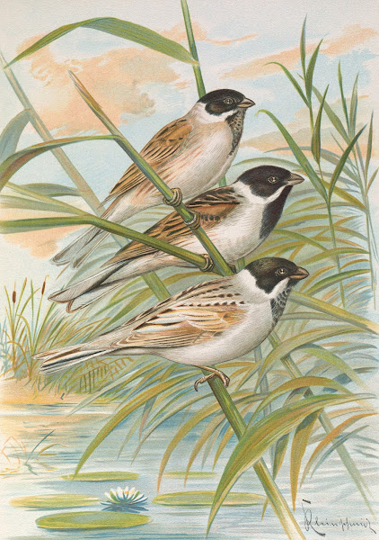 Emberiza intermedia Michahelles Emberiza palustris Savi Emberiza pyrrhuloides Pa
