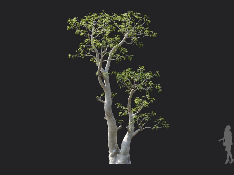 Maxtree - Plant Models Vol.130