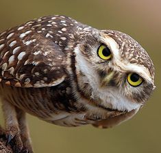 Owl Picture