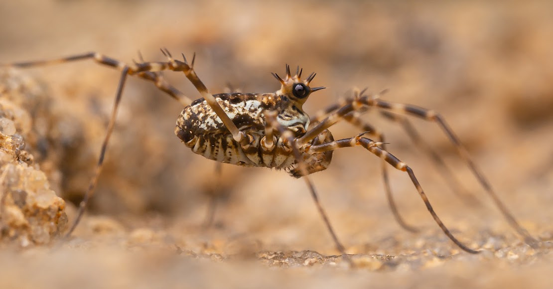 Megabunus diadema