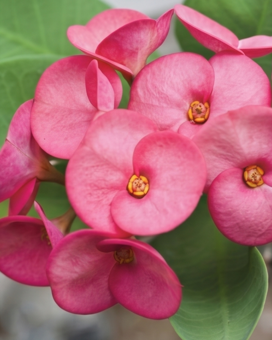 Euphorbia Milii Pink Plant — view 6