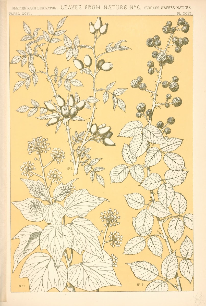 Leaves from Nature No 6 1910