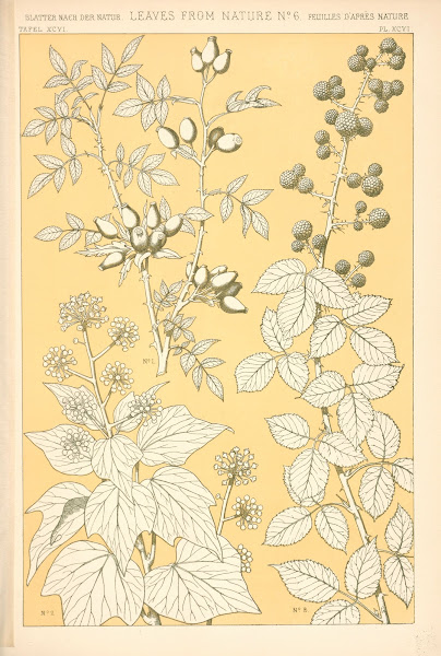 Leaves from Nature No 6 1910