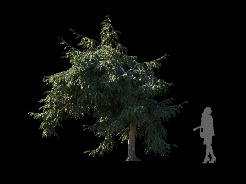 Maxtree - Plant Models Vol.120