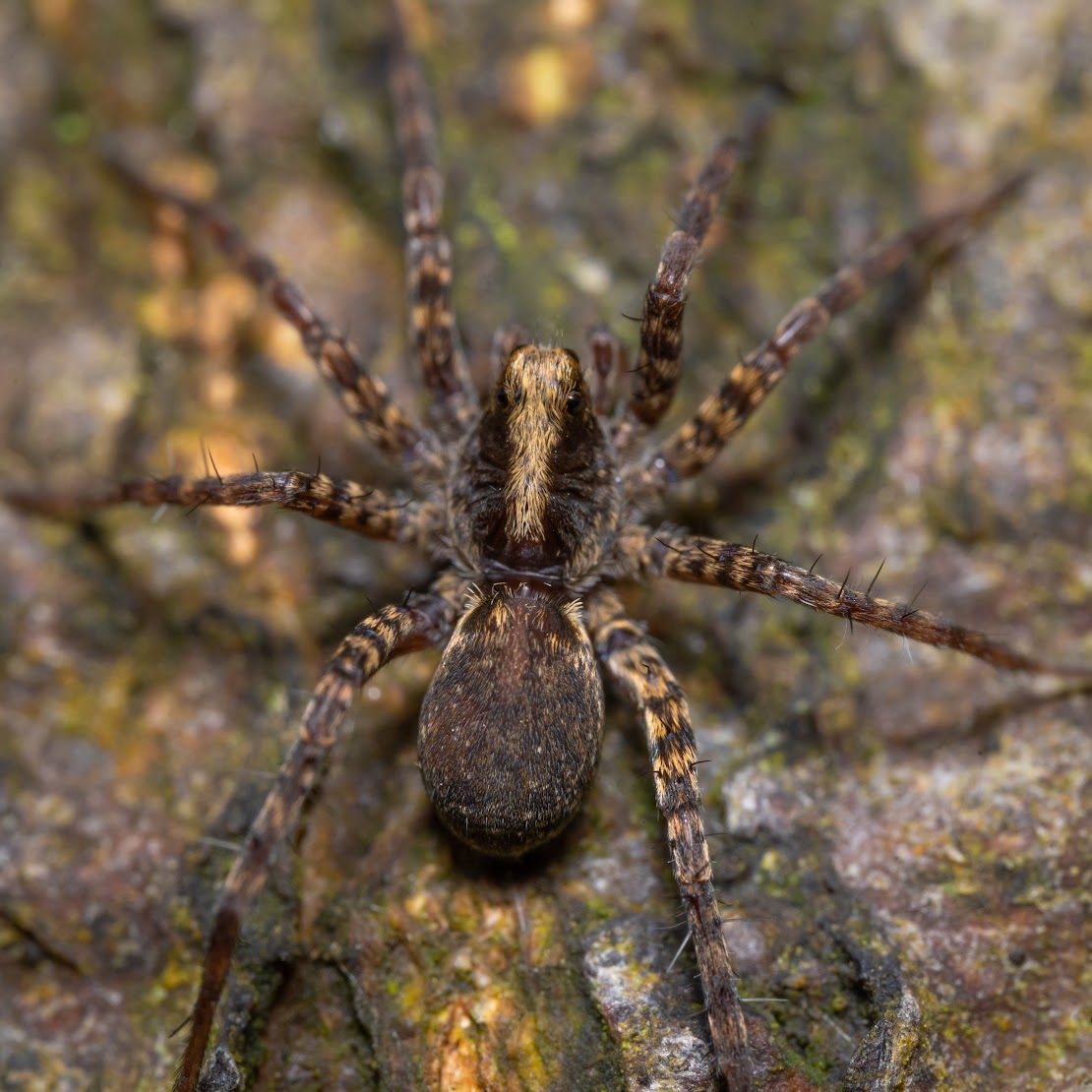 Pardosa sp.