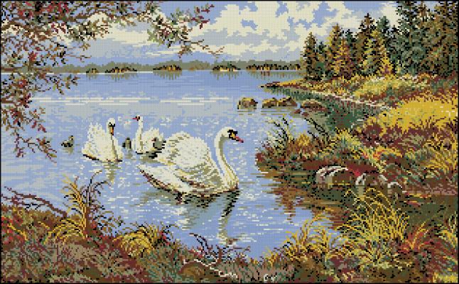 CMP 360069 Swans Autumn