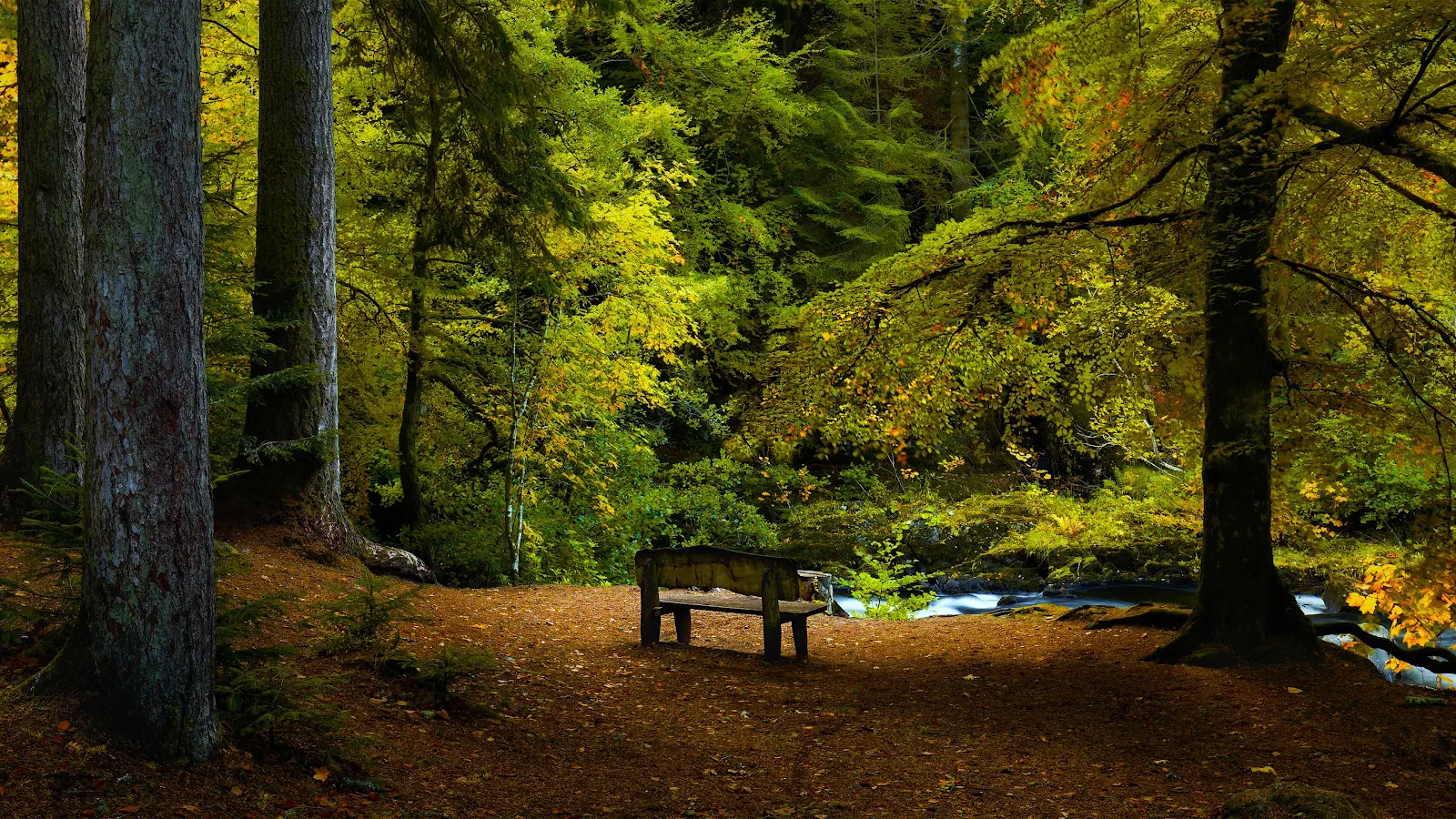 Empty Bench In Lush Forest - Nature Photography 4K Wallpaper (3840x2160)