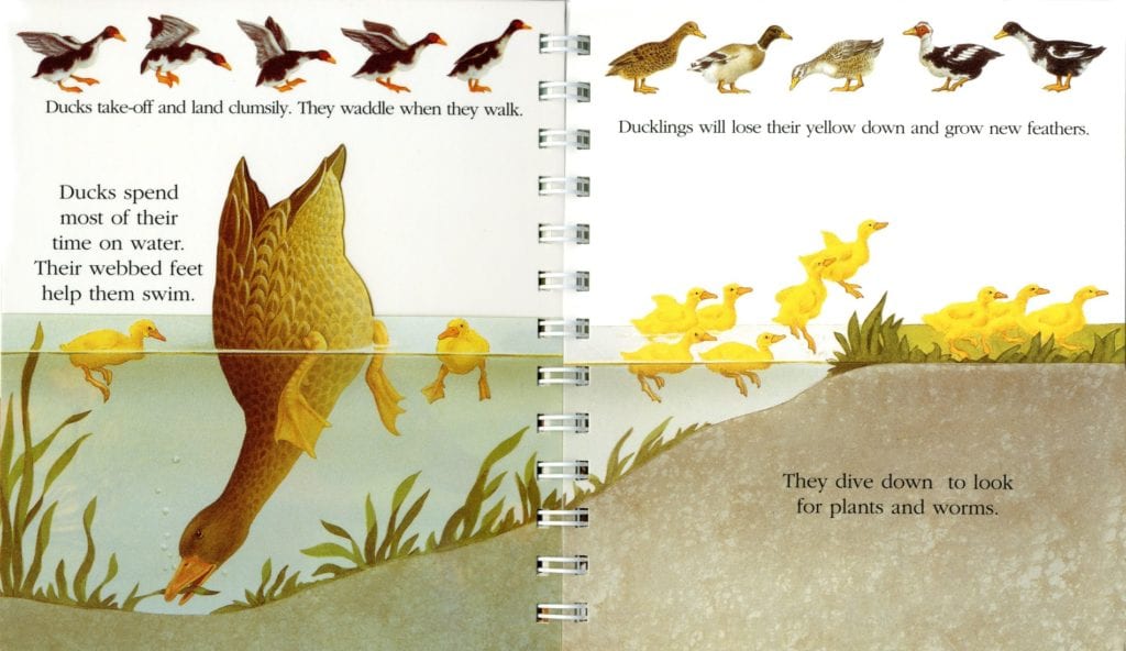 Farm Animals - thumbnail 2