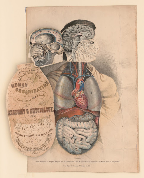 Dissected view of the human organization to facilitate the study of anatomy  phy
