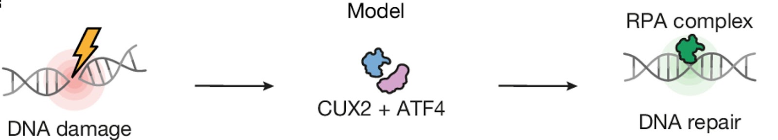 Expansion of outer cortical CUX2 neurons requires adaptations for DNA repair