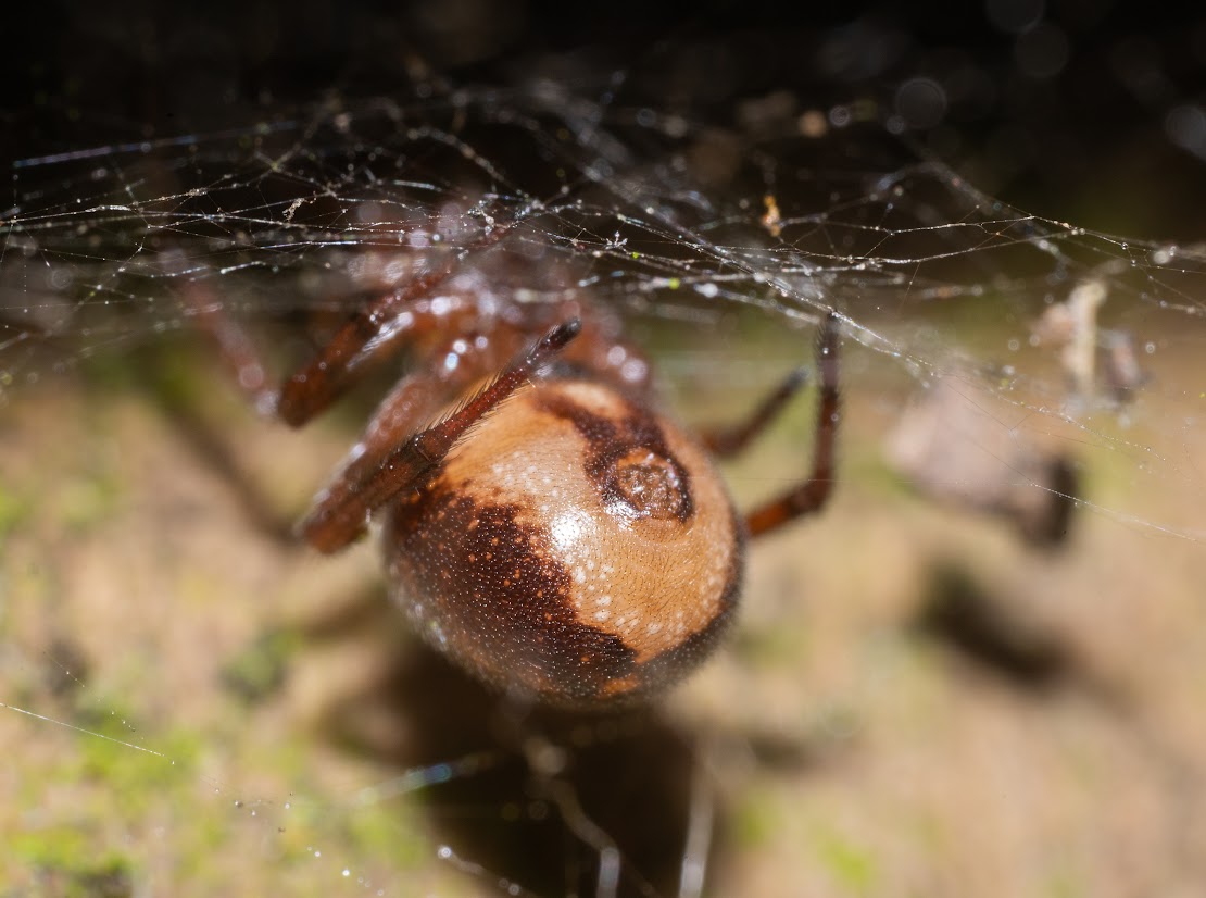 Steatoda bipunctata