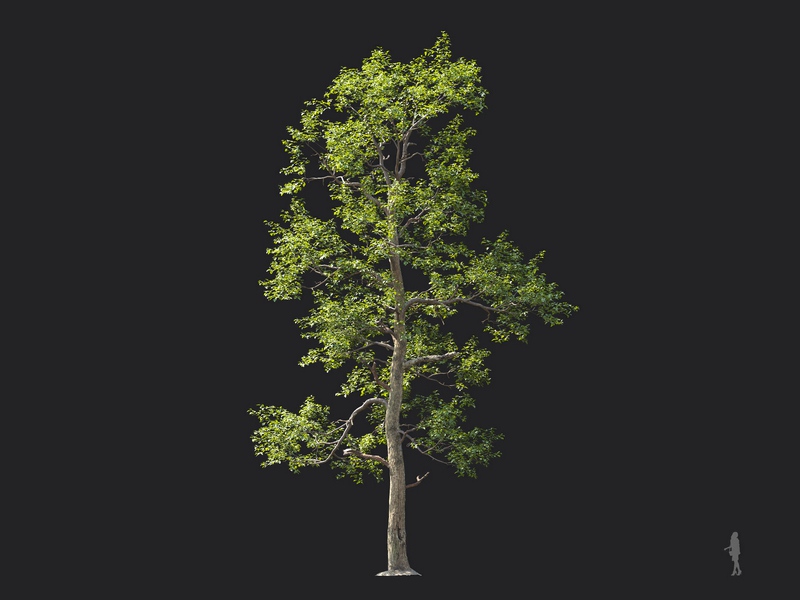 Maxtree - Plant Models Vol.124