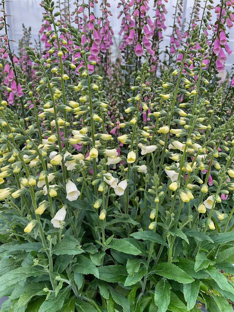 Digitalis purpurea 'Lucas White' in piena fioritura in un giardino cottage