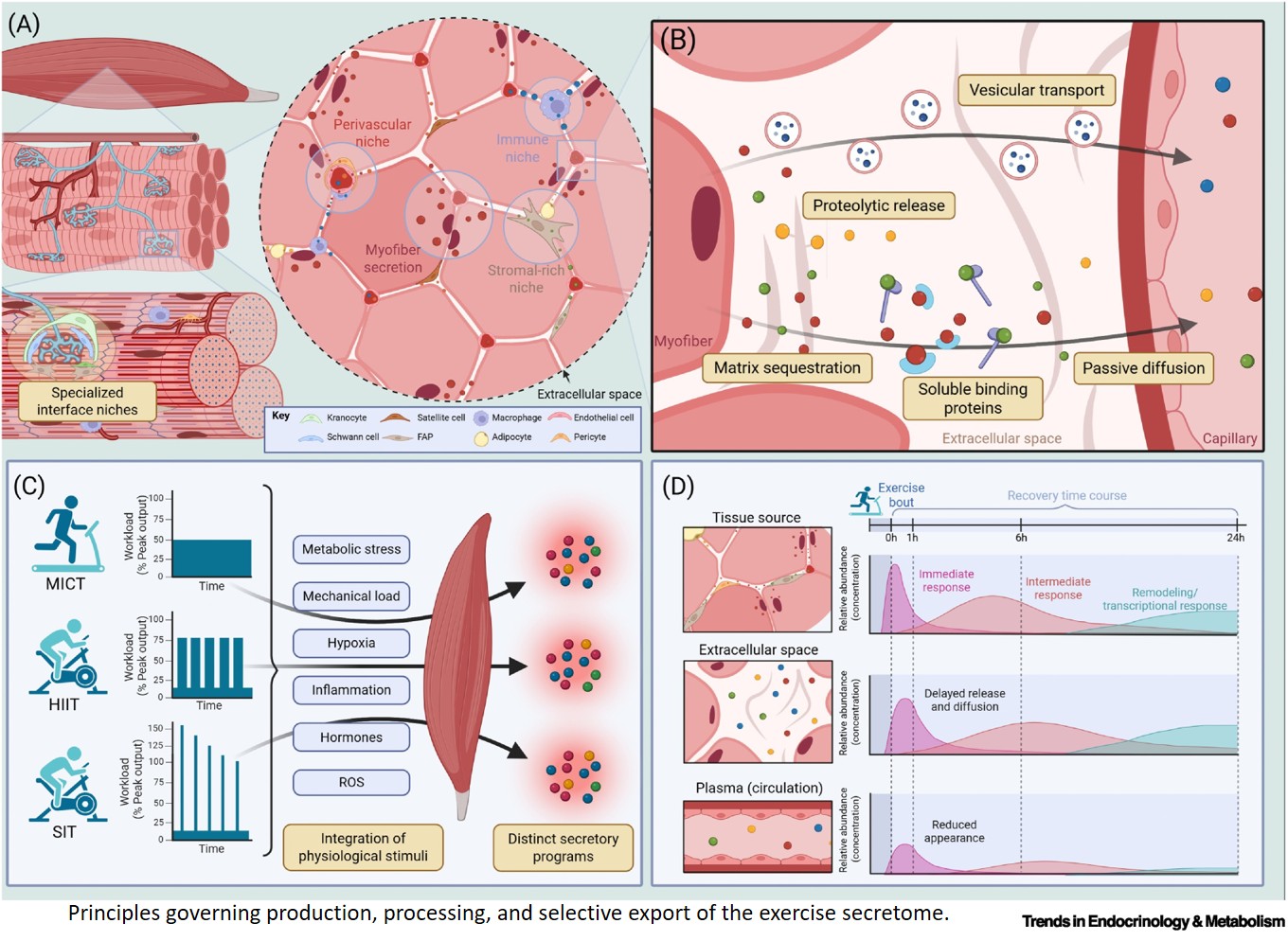The local–systemic axis of the skeletal muscle secretome