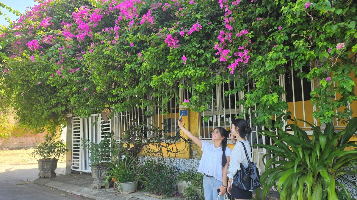 Góc hoa giấy hoài cổ trong lòng thành phố - Báo Thừa Thiên Huế