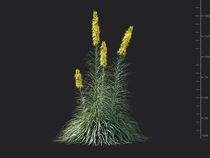Maxtree - Plant Models Vol.115