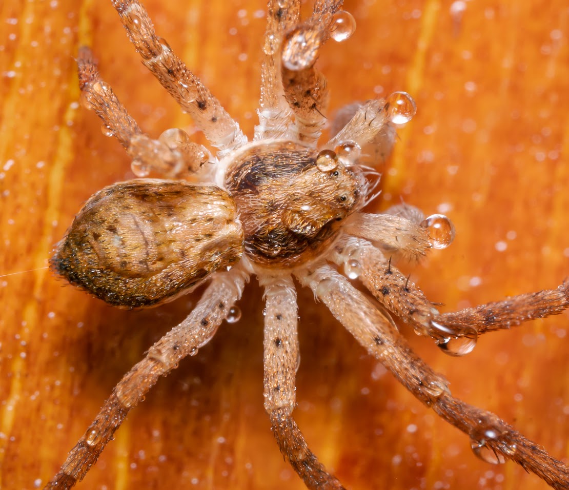 Philodromus sp.