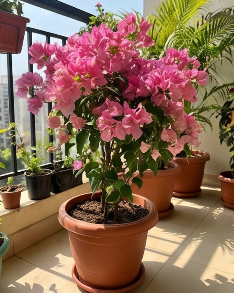 Imported Kimpui Bougainvillea Plant — view 4