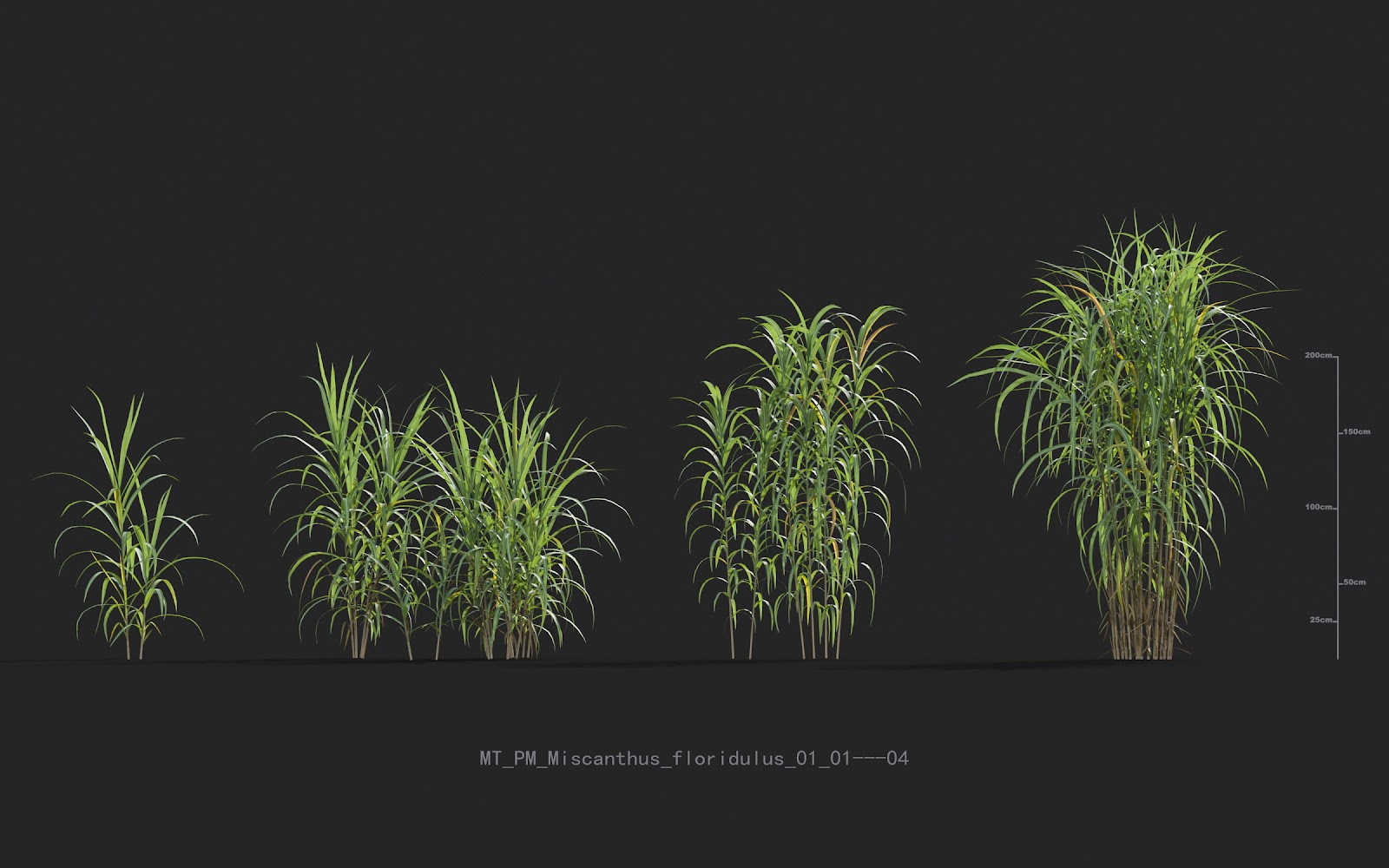 Maxtree - Plant Models Vol.20
