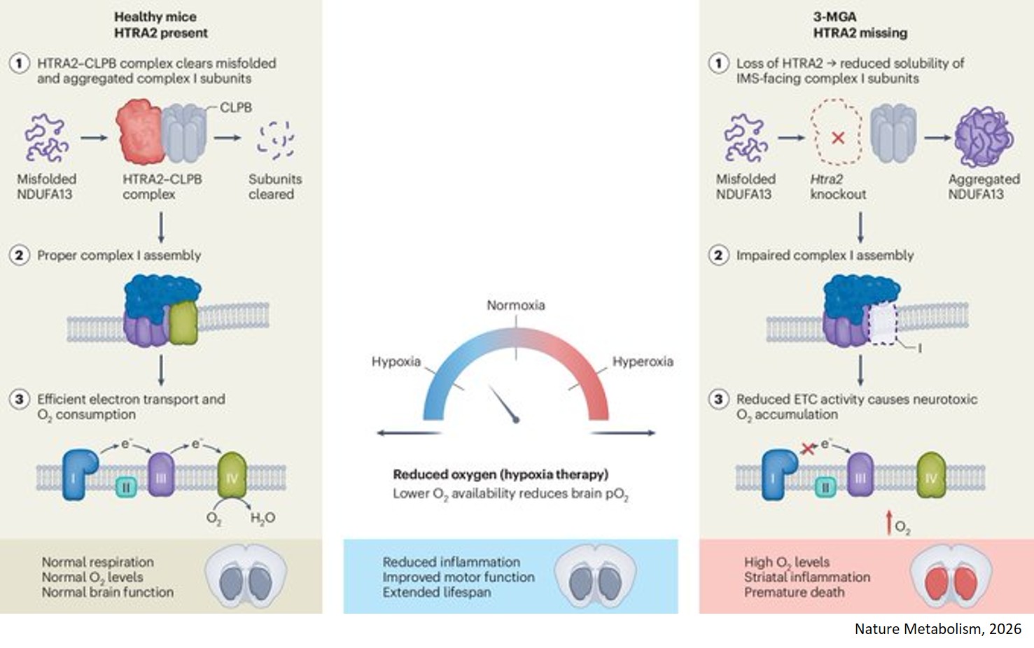 Mitochondrial complex I dysfunction treated with hypoxia