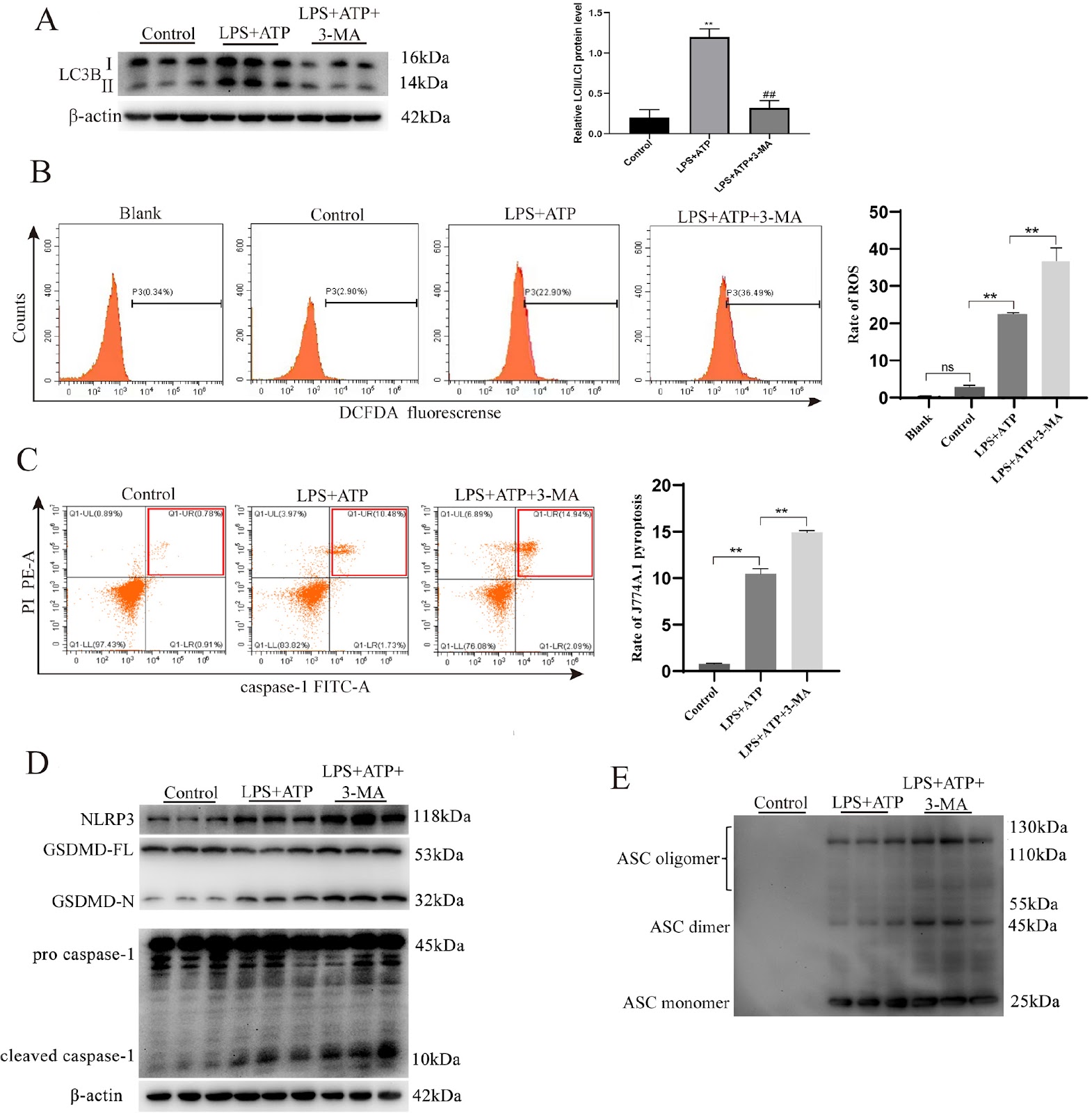 CDDO-imidazolide ameliorates sepsis-induced ARDS by enhancing mitophagy via the Nrf2 pathway to prohibit alveolar macrophage pyroptosis and HMGB1 release