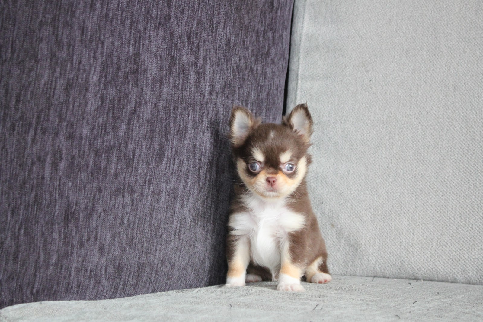 1/16出生 1號高端優質迷你長毛吉娃娃巧克力奶油四目妹妹