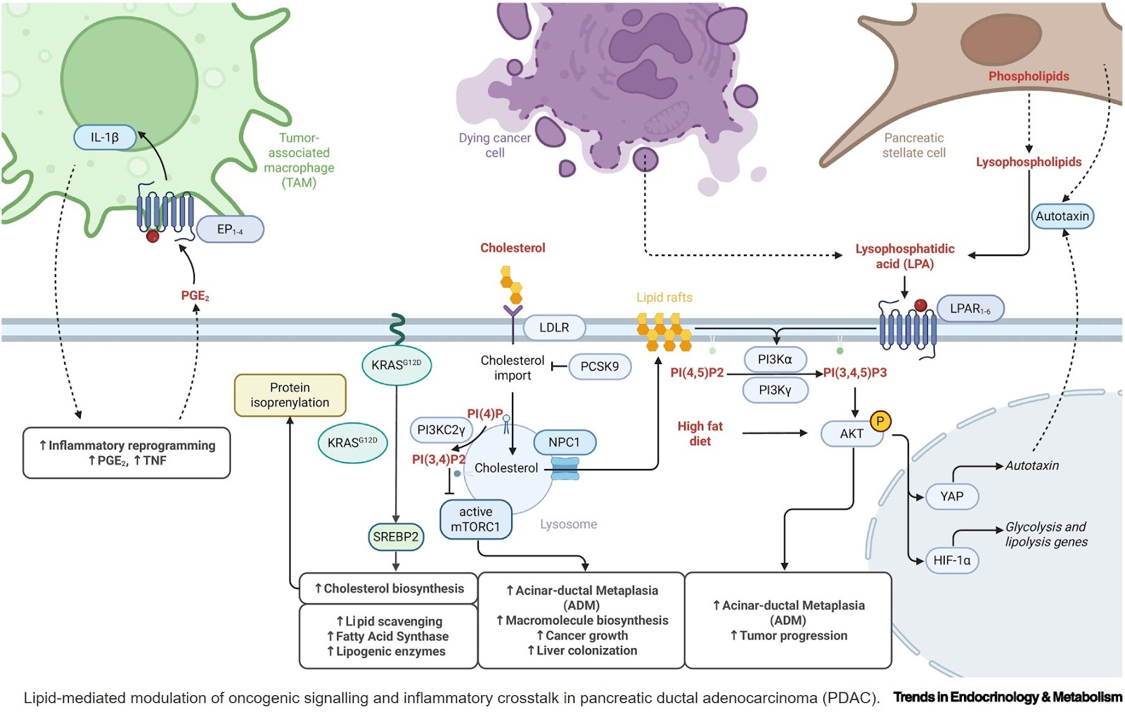 Lipid signaling networks in pancreatic cancer progression and therapeutic perspectives