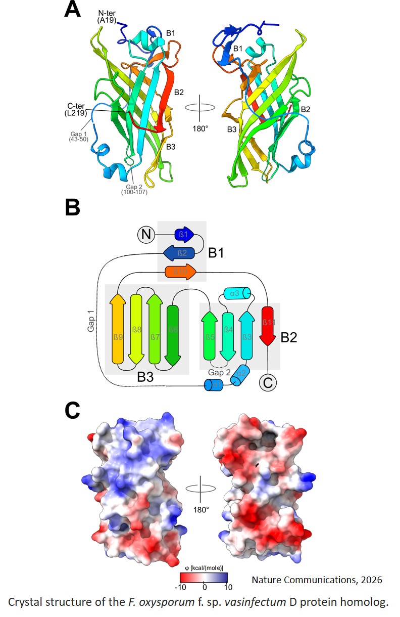 A structurally unique effector shared between vascular wilt fungi drives cotton and olive defoliation