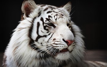 White Tiger Wallpaper