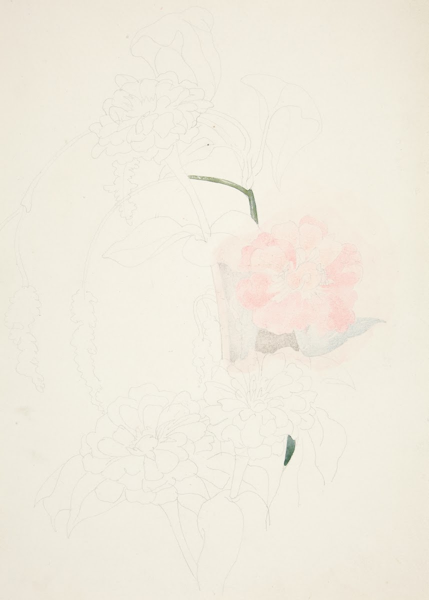 Zinnias ca1926
