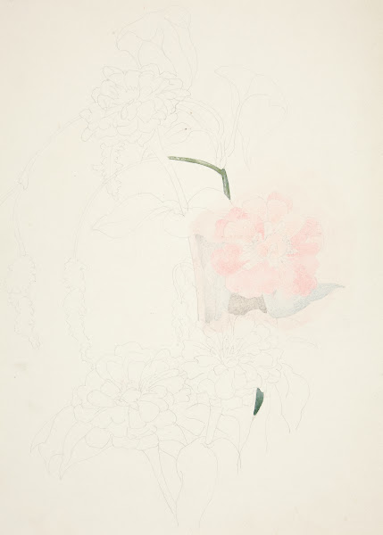 Zinnias ca1926
