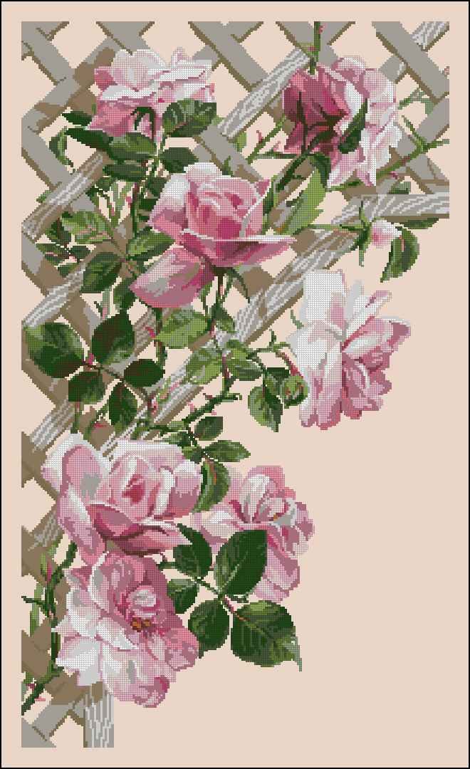 CMP 170965 Roses