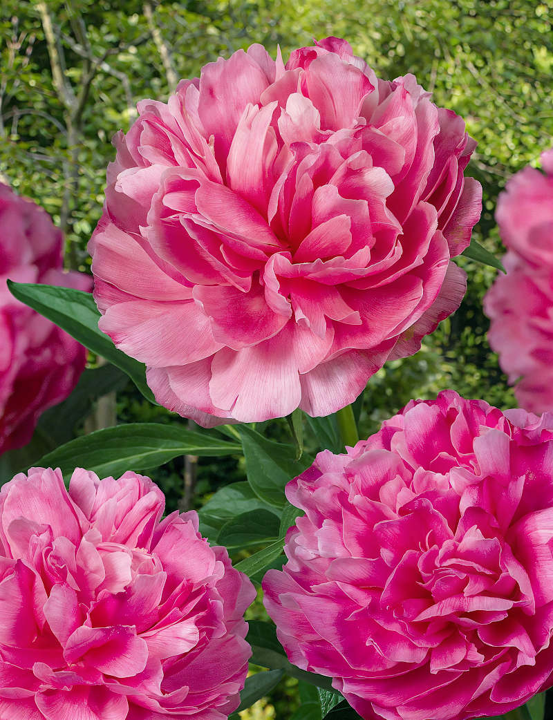 Paeonia lactiflora 'Joker' in piena fioritura con petali rosa e crema in un giardino soleggiato.
