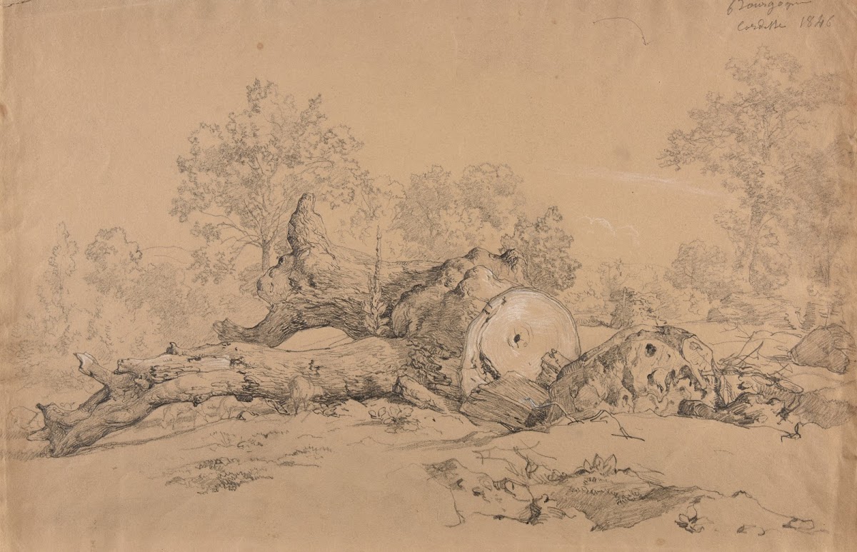 Arbre abattu 1846