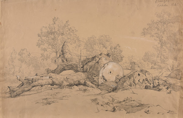Arbre abattu 1846