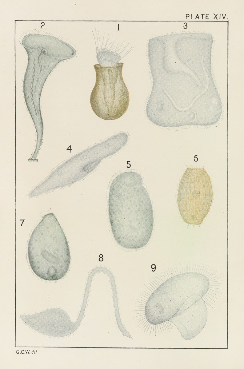 Plate XIV Protozoa 1914
