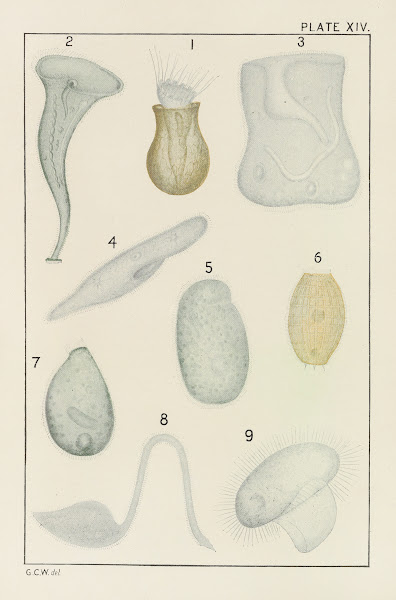 Plate XIV Protozoa 1914