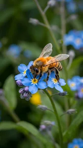 Bee Landing on Blue Forget Me Not Flowers