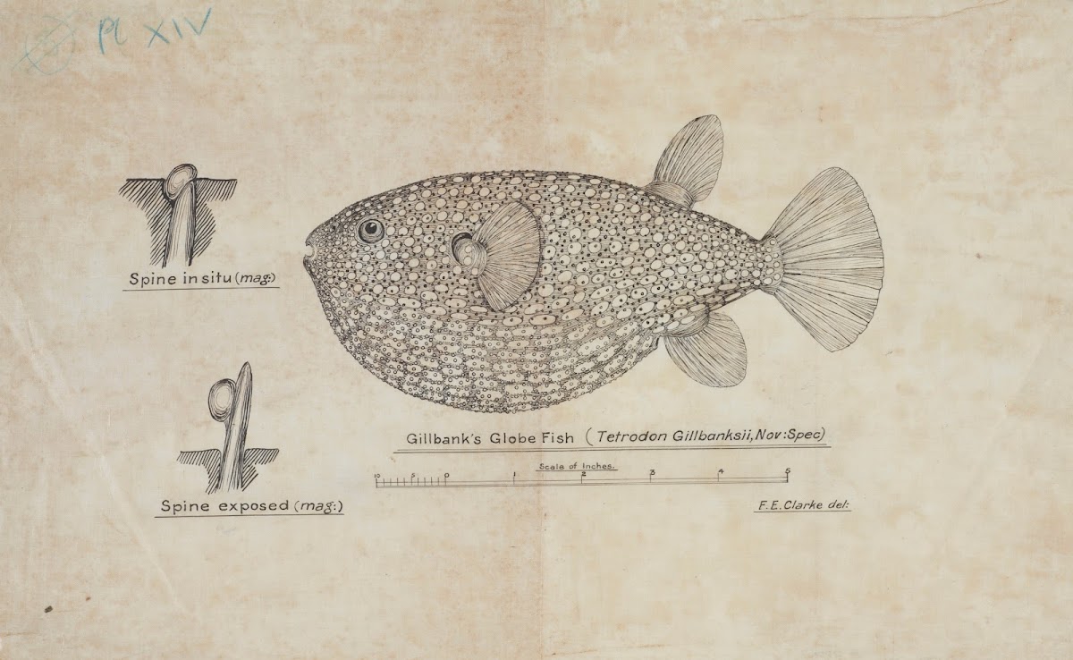 Arothron gillbanksii Gillbanks Globe fish circa 1875