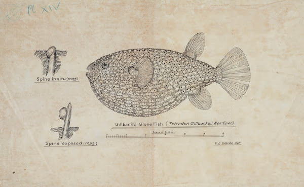 Arothron gillbanksii Gillbanks Globe fish circa 1875