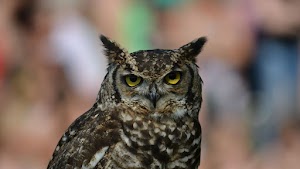Owl Face Wallpaper