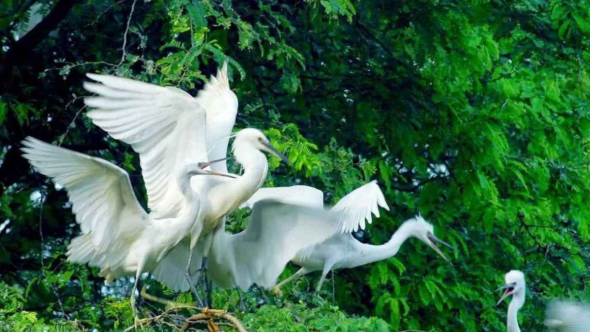 Cồn Chim mùa làm tổ: Vũ điệu kỳ vĩ của ngàn cánh chim trời trên đầm Thị Nại - Báo VietnamPlus