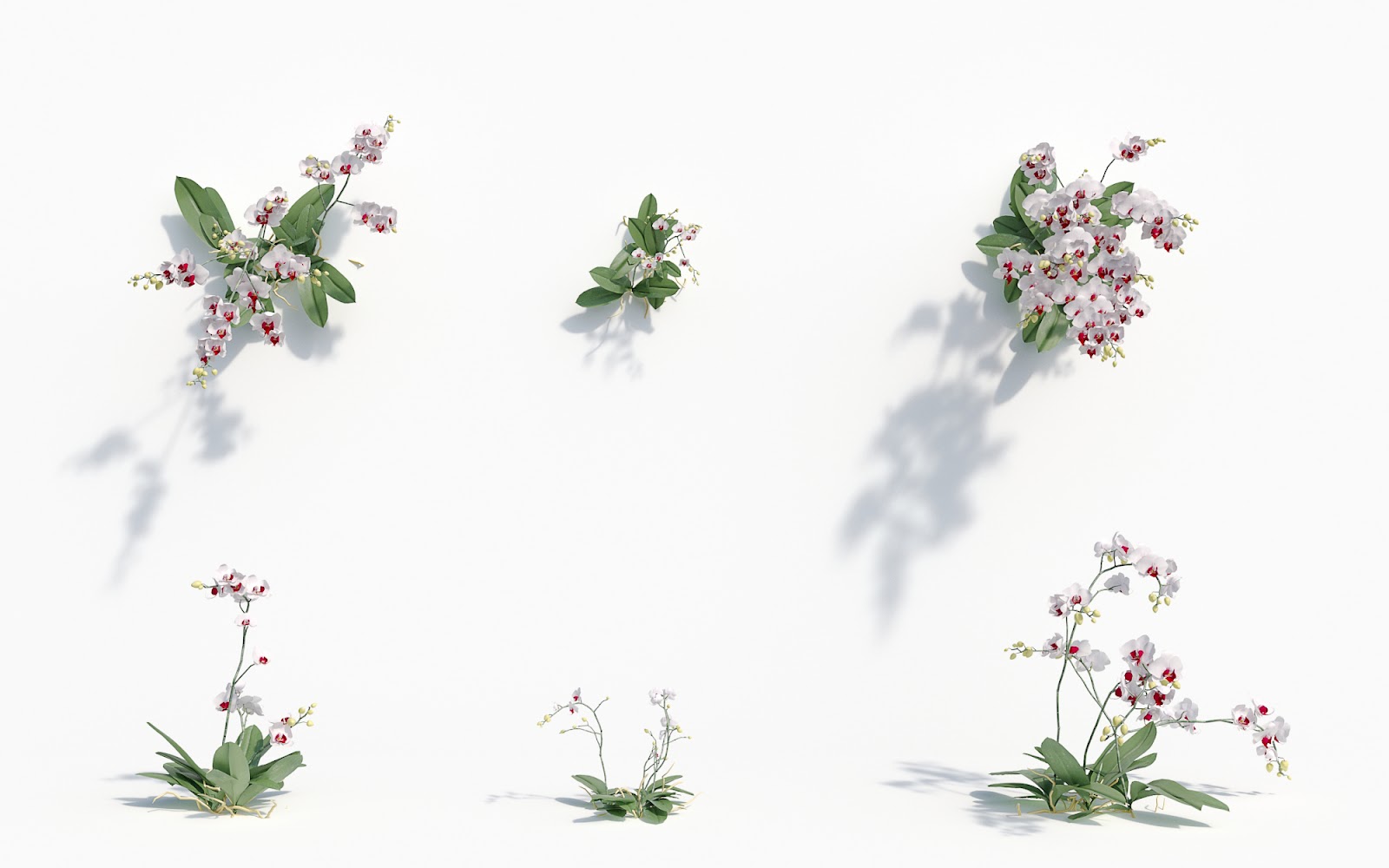 Maxtree - Plant Models Vol.8