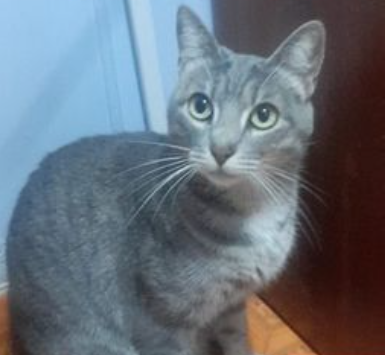 CLEO