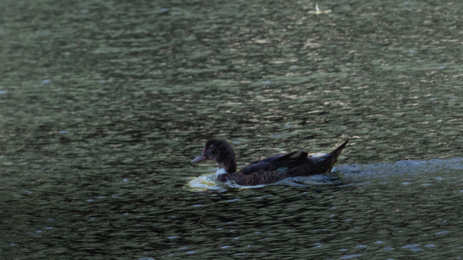 Par de Patos
