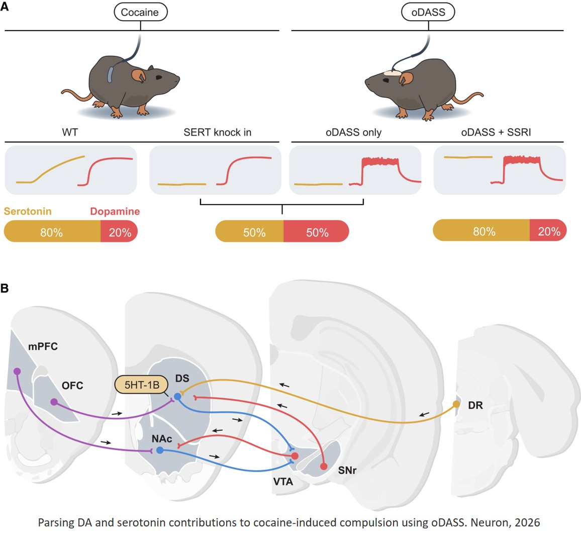 Optogenetic models of drug addiction