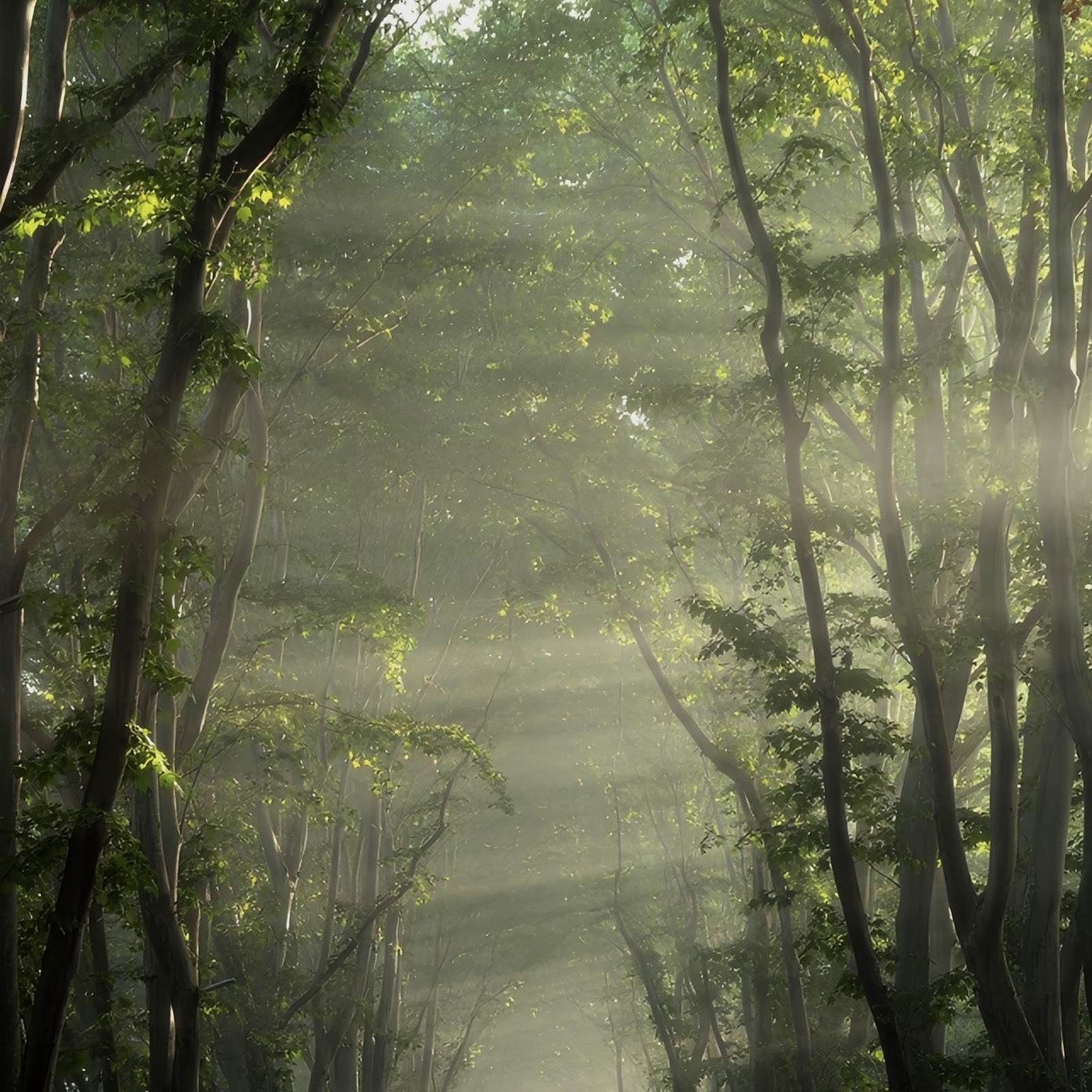 Download Sunlit Forest Road Canopy Full HD iPhone