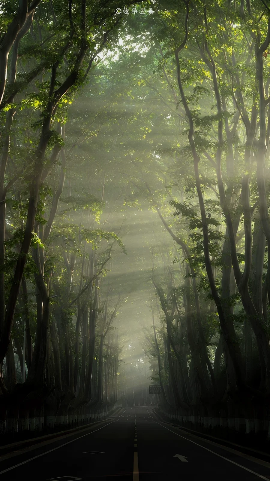 Sunlit Forest Road Canopy - Nature Photography Full HD iPhone Wallpaper (1286x2286)