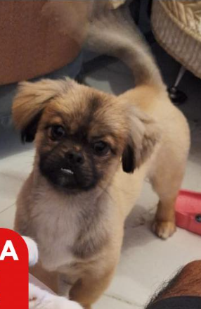 PEQUENO